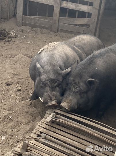 Вьетнамский вислобрюхие свиньи