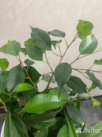 Комнатные растения(Фикус бенджамина, Фикус али)