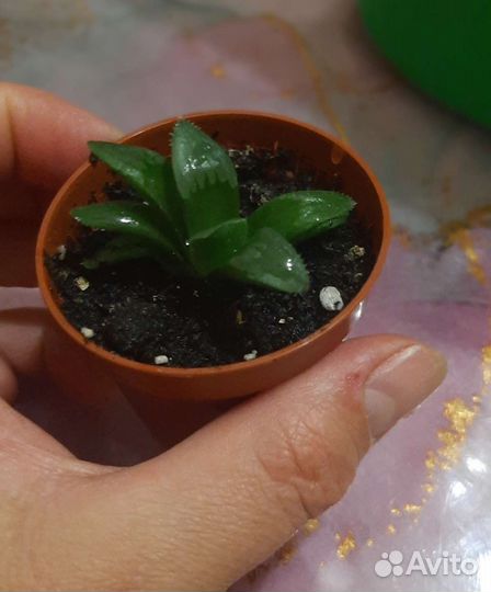 Суккуленты :Толстянка,Харвотия,Эхеверия,Адромискус