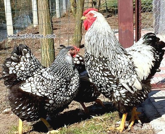 Инкубационное яйцо породных кур