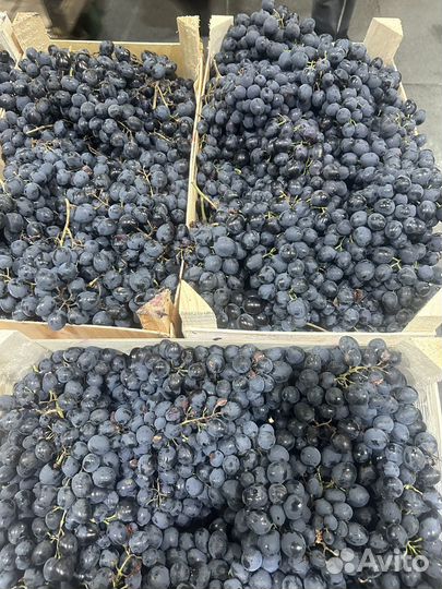 Виноград Молдова