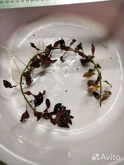 Аквариумные растения