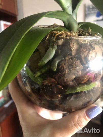 Орхидея фаленопсис Phal. I-Hsin Pudding Puppy