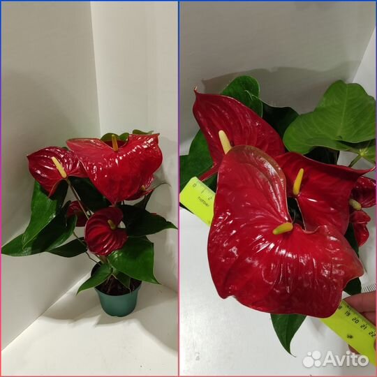 Антуриум микс