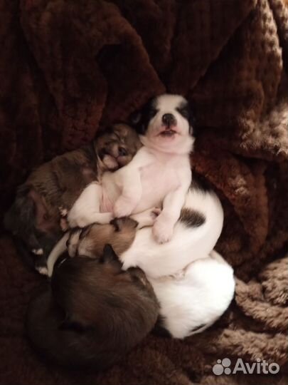 Мальчик чихуахуа