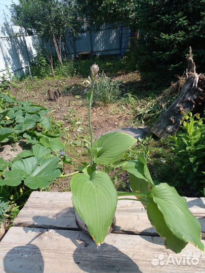 Хоста подорожниковая