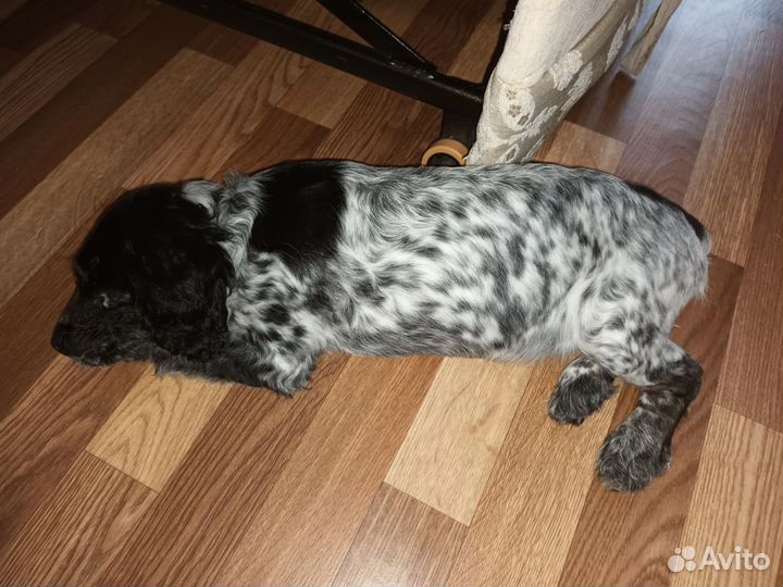 Русский спаниель