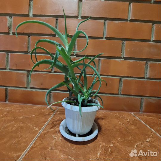 Продам Алоэ