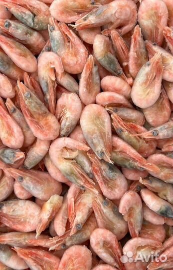 Креветка Северная Гренландия 80/100