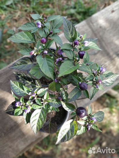 Рассада перца балконного, помидоры балконные