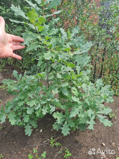 Саженцы дуба