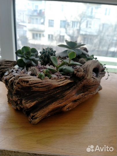 Комнатные растения