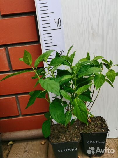 Гортензии метельчатые