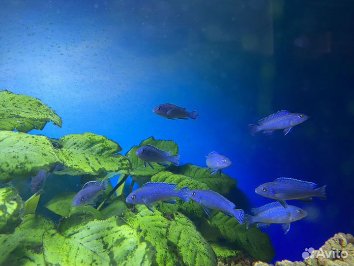 Псевдотрофеус пиндани, Принцесса Бурунди,анцитрус