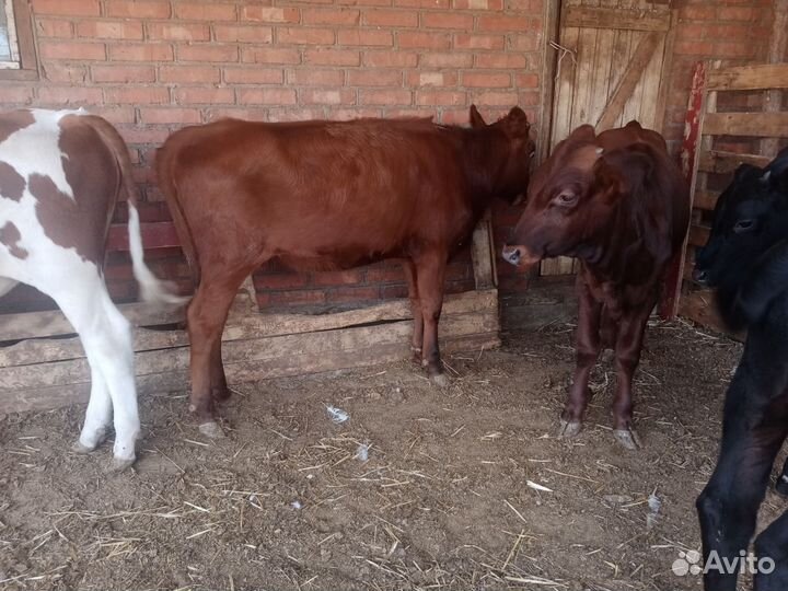 Телочки и бычки