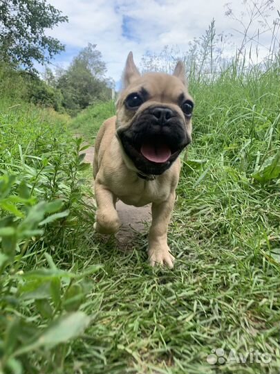 Фотосессия с щенком французского бульдога