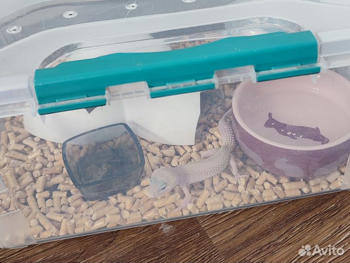 Эублефар diablo blanco