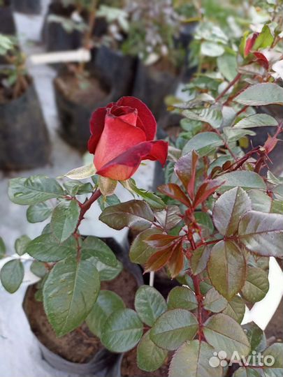 Саженцы Роз зкс