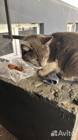 Найдена кошка