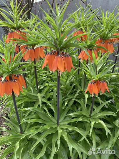 Рябчик императорский оранжевый