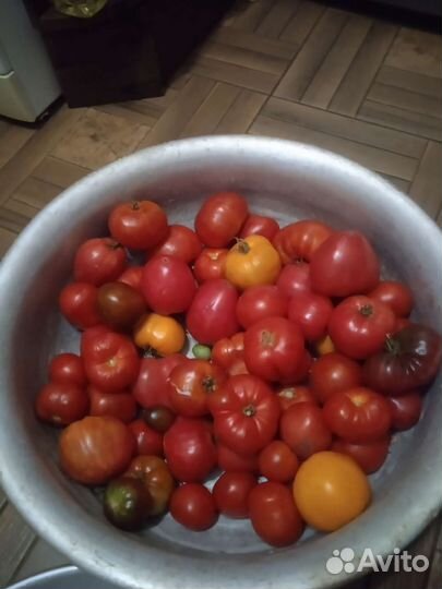 Продаю томаты