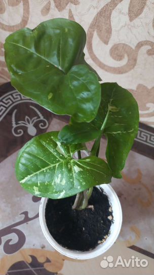 Сингониумы панда, шефлера вариегатная, эписции