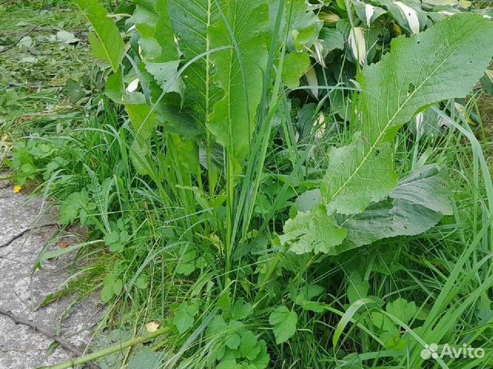 Корень хрена на посадку