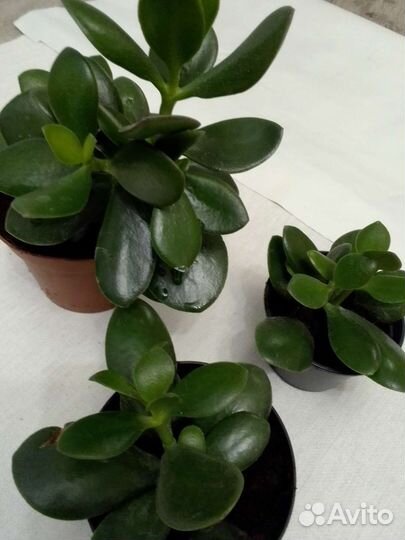 Комнатные растения