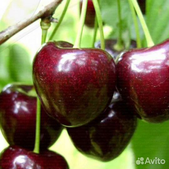 Саженцы черешни (Бычье сердце)
