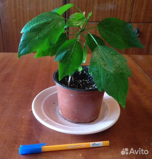 Комнатные растения и цветы