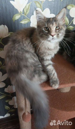 Кошки мейн-кун