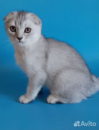 Шотландский вислоухий котик
