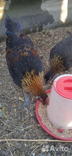 Петухи 