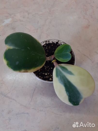 Хойя Полинейра и Керри Альбомаргината