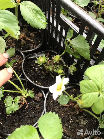 Клубника садовая