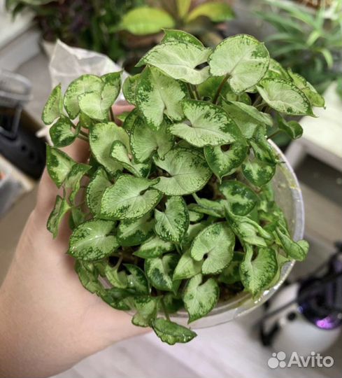 Хемионитис, сингониум, алоказия вар в наличие