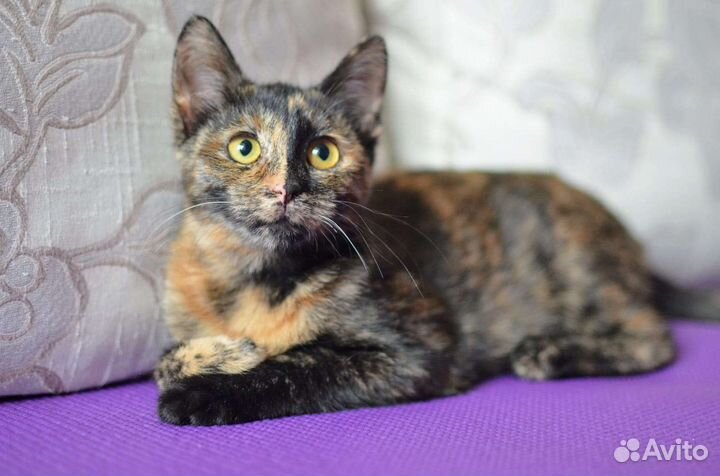 Котенок Мишель в добрые руки