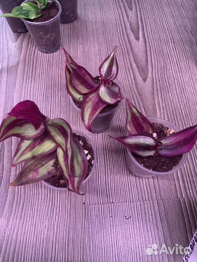 Сортовые традесканции