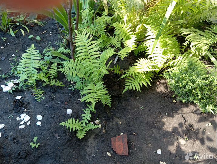 Папоротник