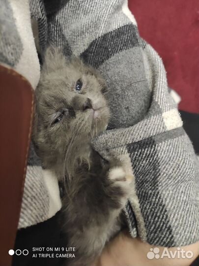 Котенок (Мальчик)