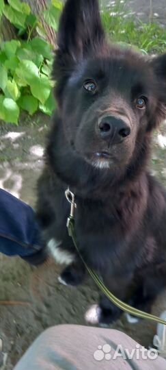 Отдам в добрые руки