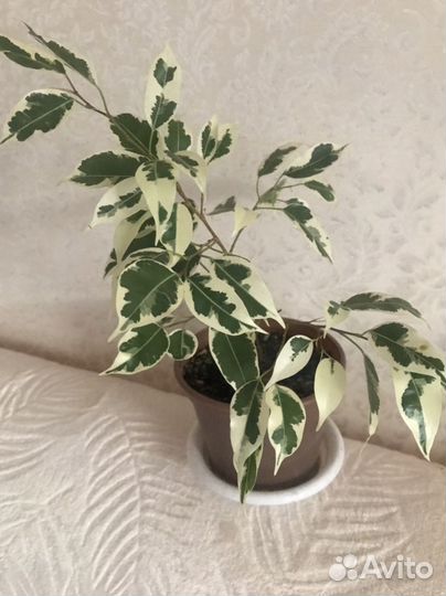 Фикус бенджамина