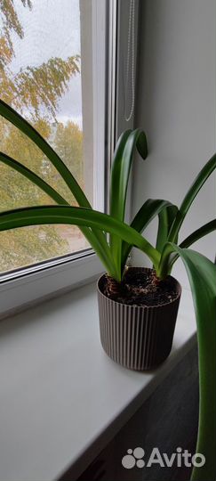 Гиппеаструм