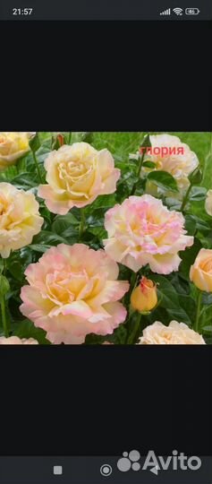 Саженцы роз