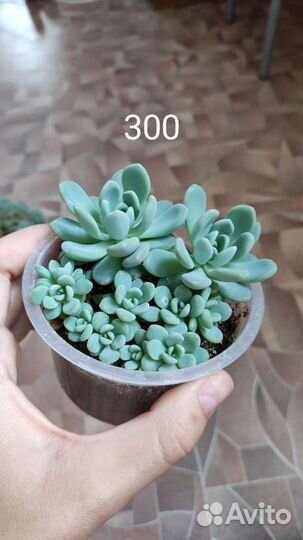 Крассула, эхеверия суккуленты