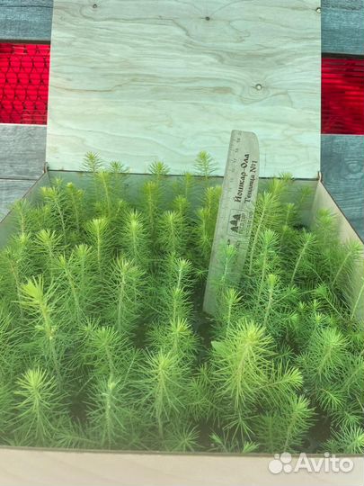Сеянцы сосны зкс в розницу