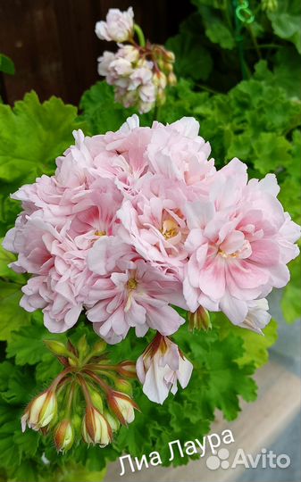 Пеларгония герань сортовая Лиа Лаура