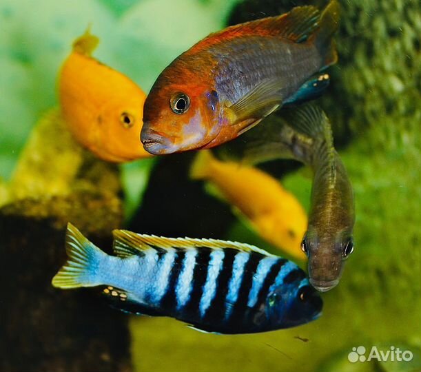 Зимбабве Рок Еллоу Демасони Дельфин Флауэр Хорн