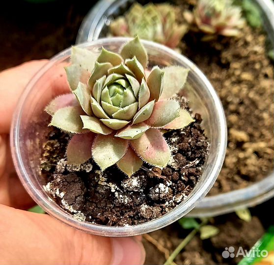 Молодило (каменная роза)