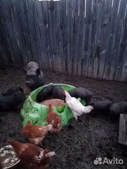 Зерно (ячмень)